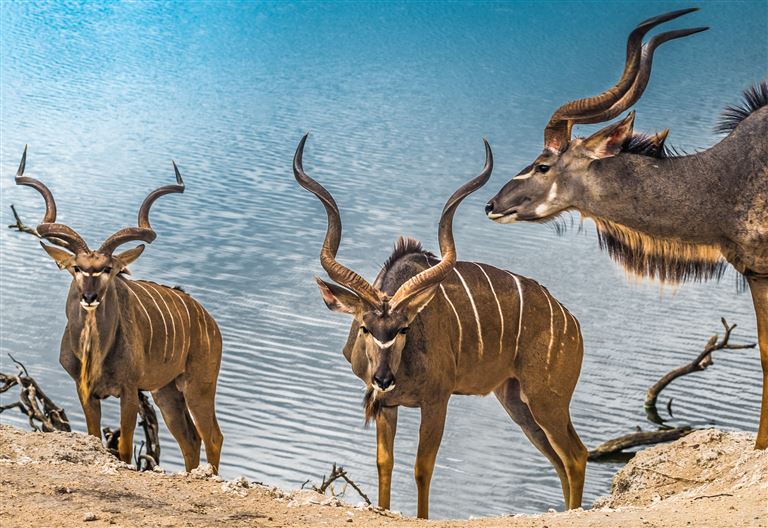 Afrikas wilde Schönheit ©Luis/adobestock